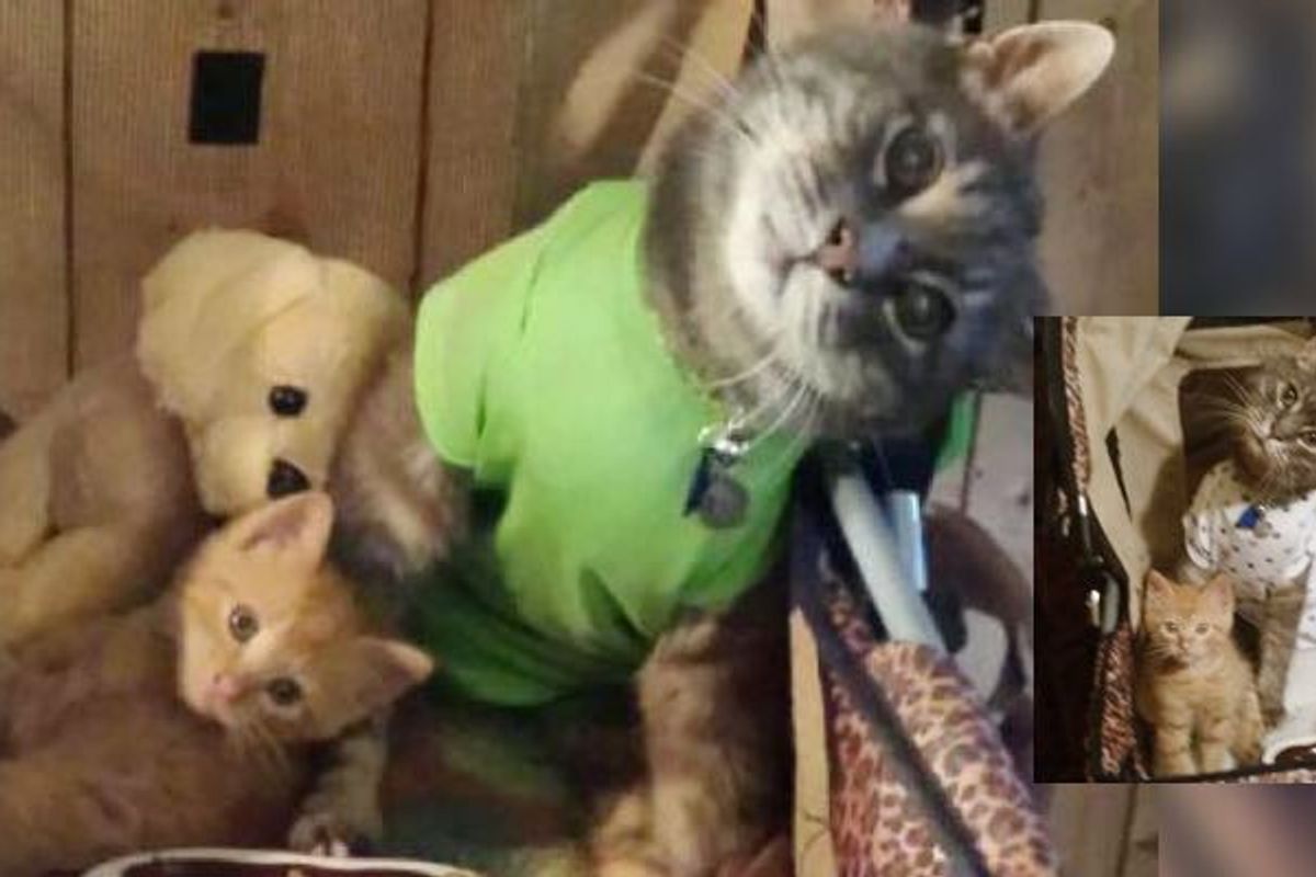 They Both Can't Walk on Their Own, but Love Life to the Fullest. Purrfect Friends!