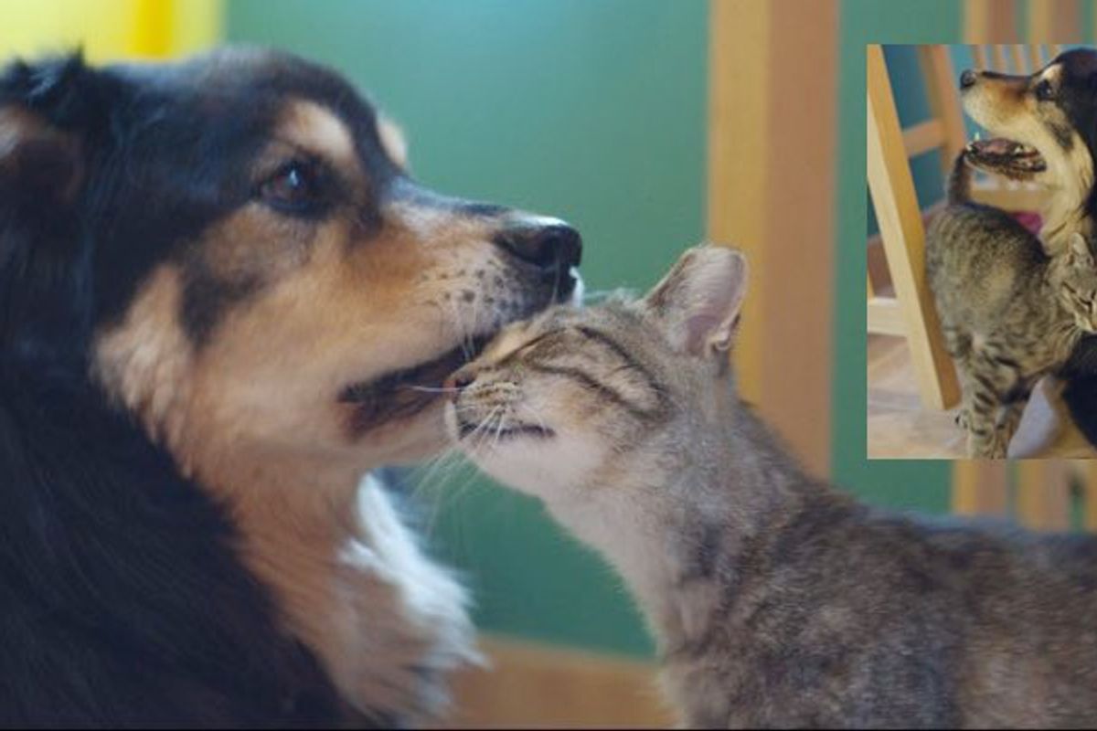 Feral Cat Howls for Weeks After Loss of Her Best Friend Who Showed Her Love