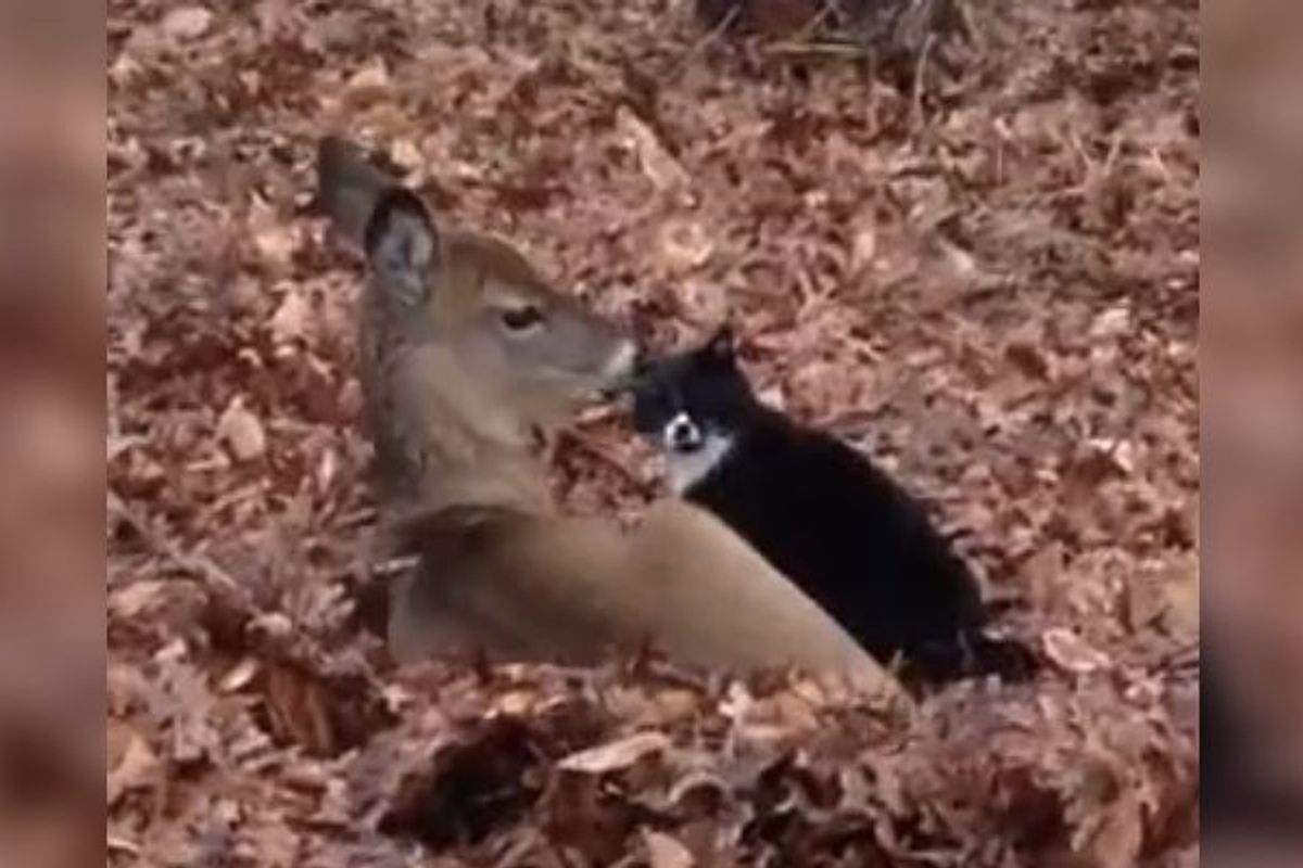 Kitty Has a Deer Admirer Who Comes to Visit
