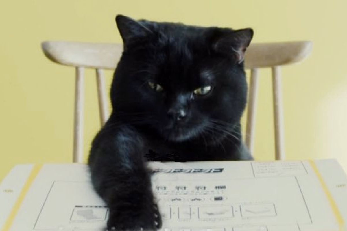 Black Cat Does Amazing Job Teaching Humans to Fold Boxes