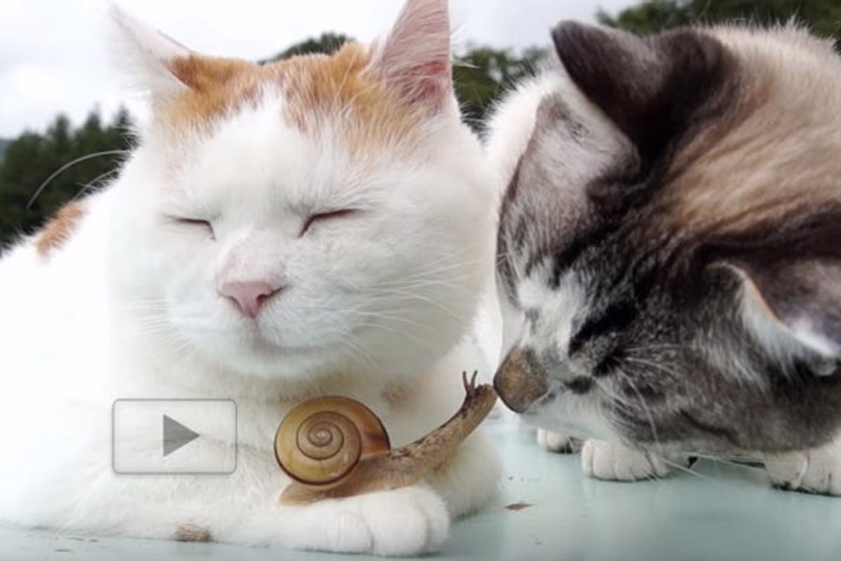 Cat Befriending Tiny Snail with Gentle Nuzzles