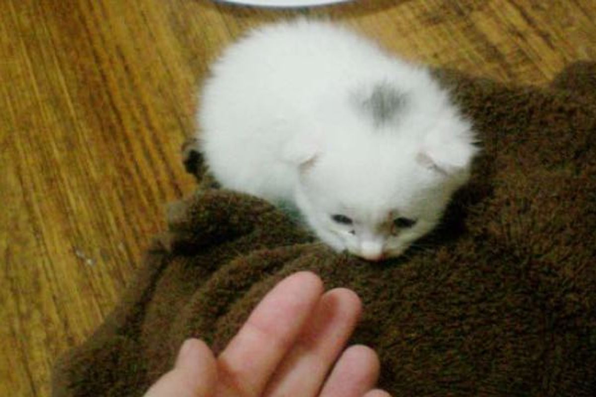 Frightened Kitten Feels Love After Being Saved from Rain, Then and Now