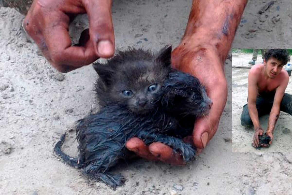 Man Rescues Two Kittens from Drowning in Oil Spill