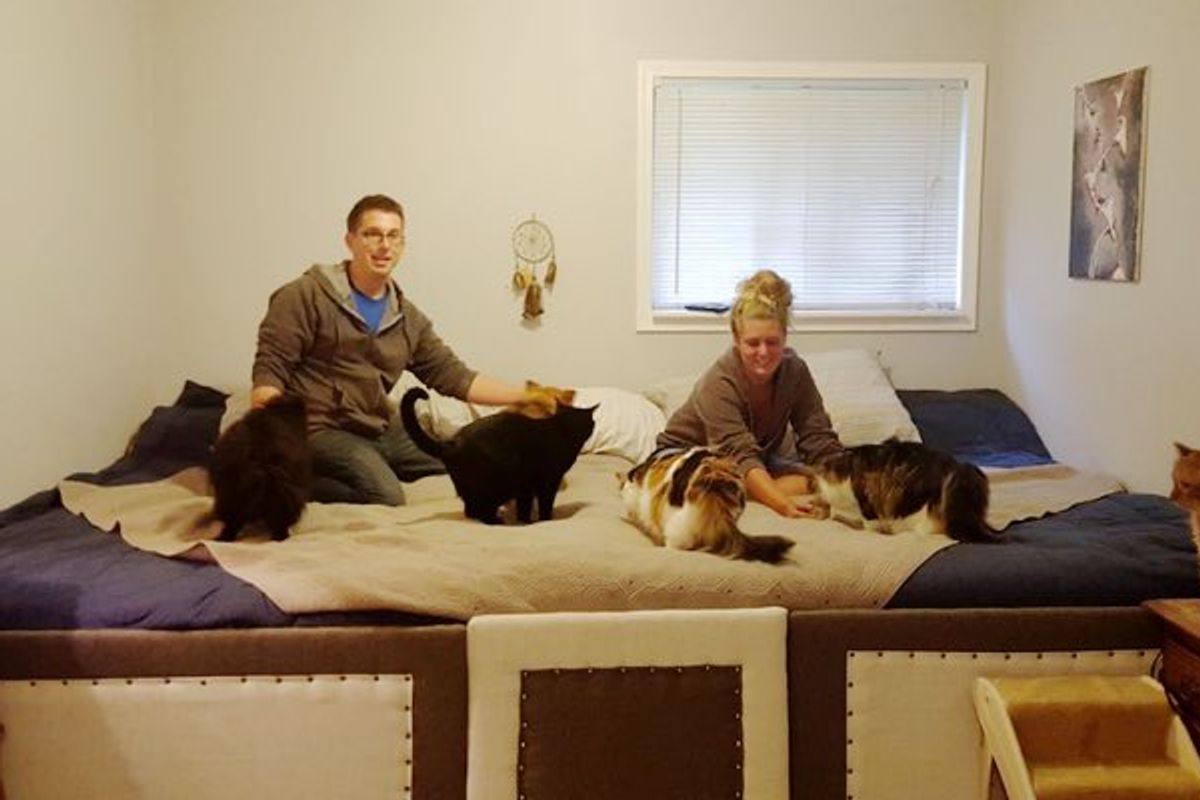 Couple Builds Giant Bed for Their 5 Cats and 2 Dogs for the Sweetest Reason