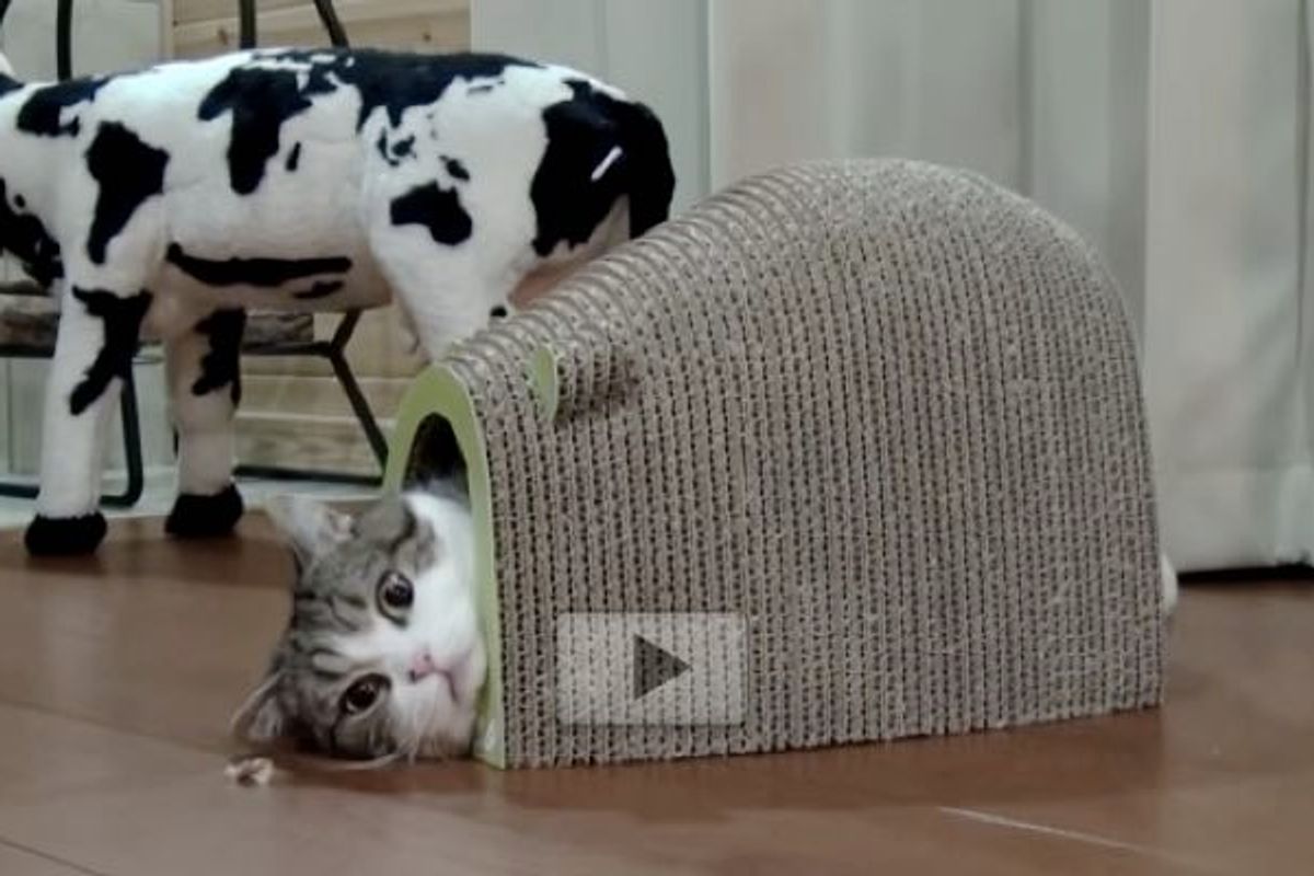 Maru is Sucked into His Mouse-shaped House