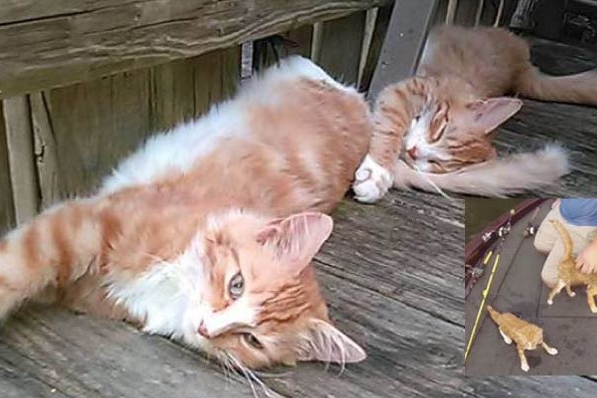 UPDATE: Ginger Kittens Saved by Fishermen from Warrior River