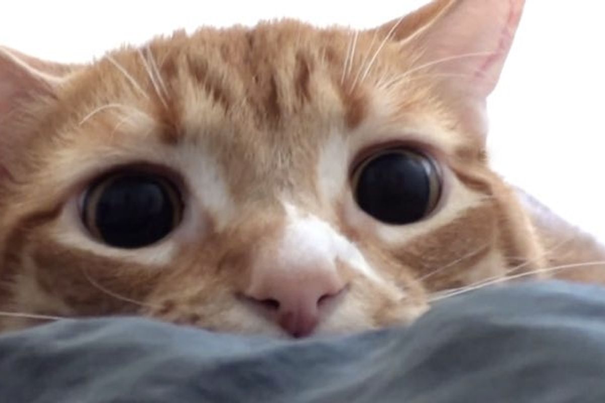 Understanding Your Cat's Emotions with Cole and Marmalade