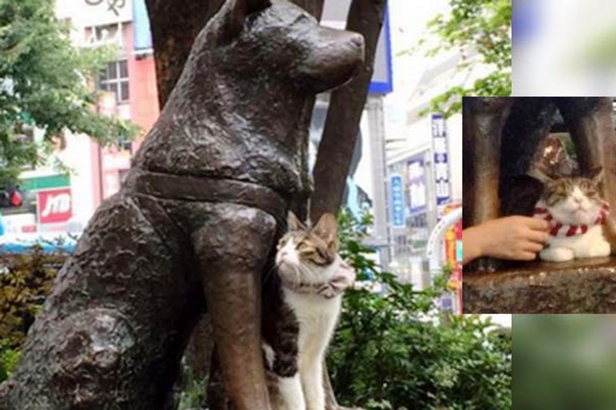 Cat Spotted Hanging out with Hachiko the Faithful Dog, Enjoying Each Other's Company