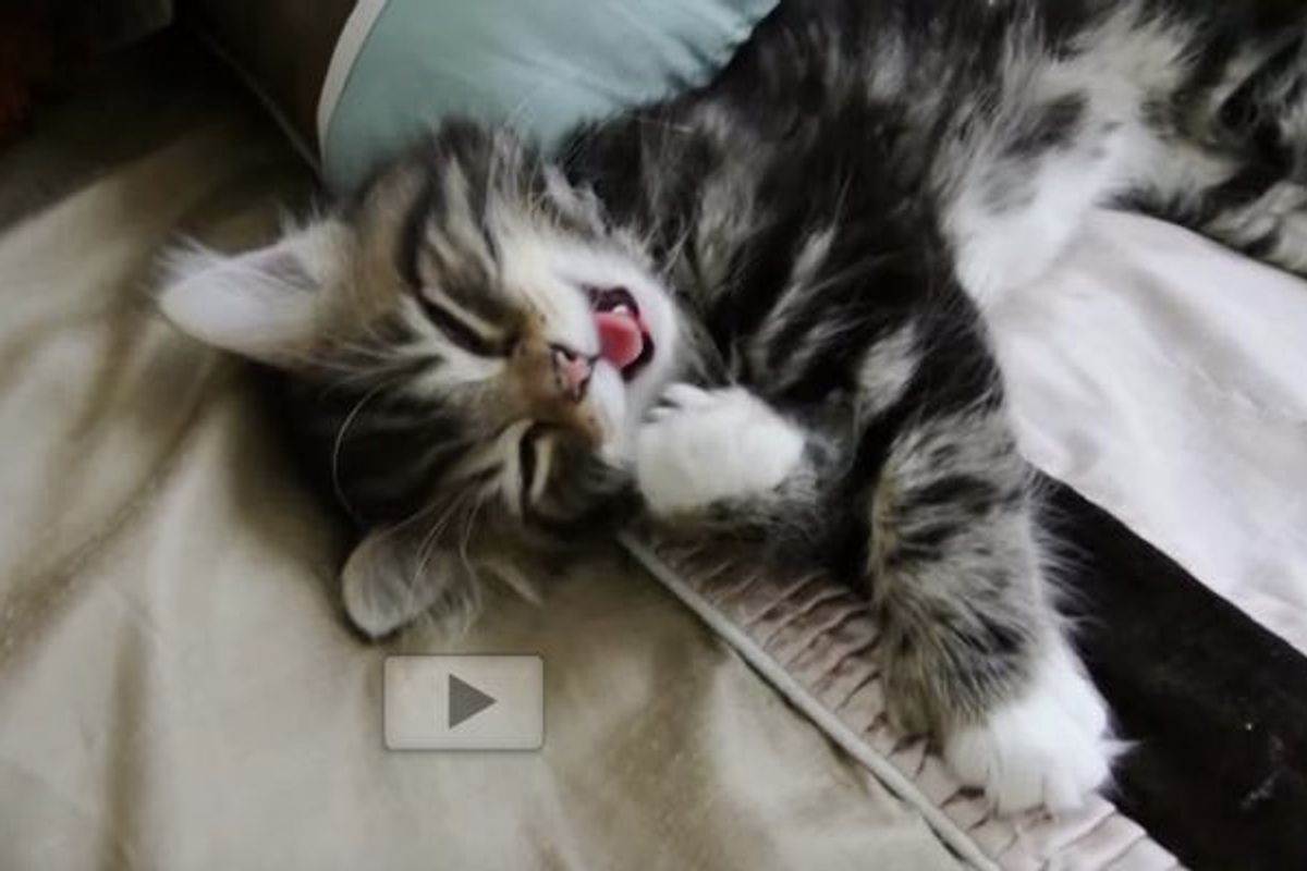 Little Winnie the Kitty Learning to Roar!