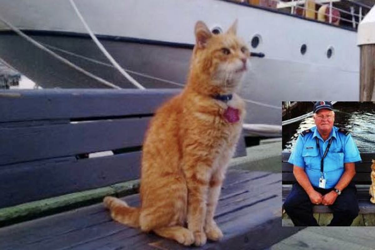 He's Been a Ship's Mouser Cat for 15 Years Since They Found Him as a Stray