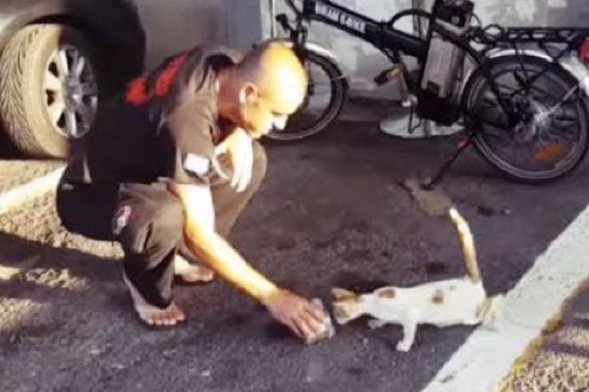 Homeless Kitten Found Love and Home with Her Heroes. Look at the Change in One Day!