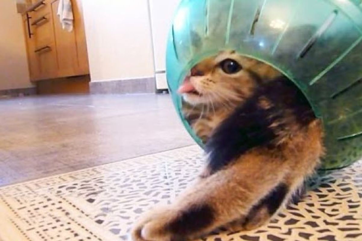 4 Kitties 1 Hamster Ball. There's Only One Way to Settle This...