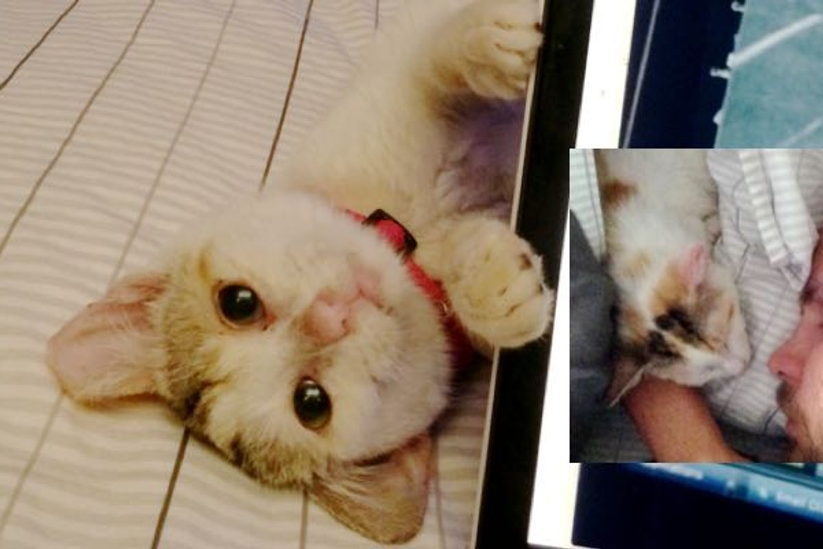 Kitten Saved from Junk Yard Can't Stop Cuddling with Her Rescuers