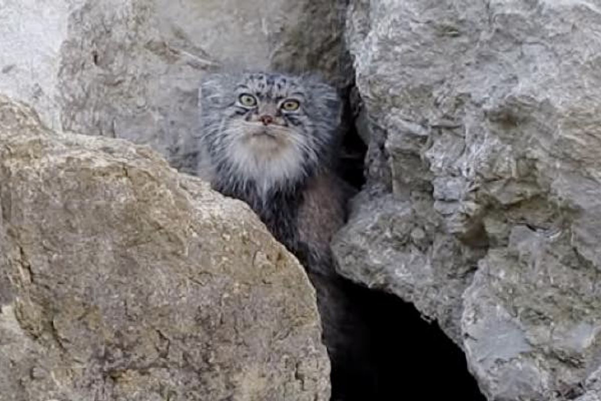 Pallas Cat Discovers Camera Outside Its Den and Decides to Check it Out