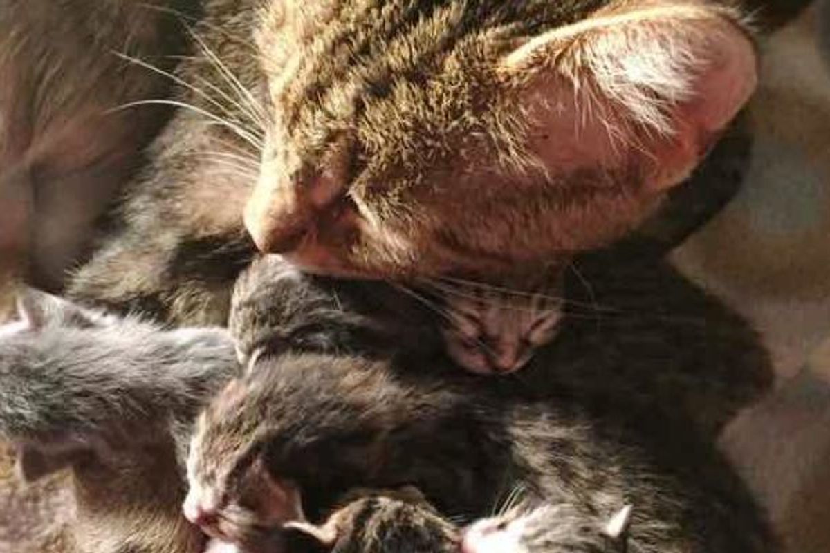 Pregnant Stray Cat Walks Up to Campers, Meowing for Help for Her Babies..
