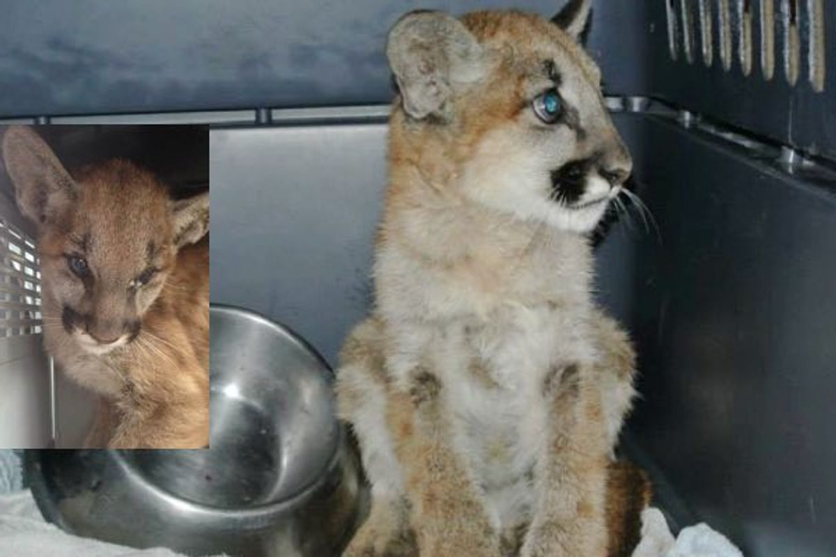 Young Mountain Lion Caught Up in Wildfires Fought for Its Life. Look at the Kitten Now!
