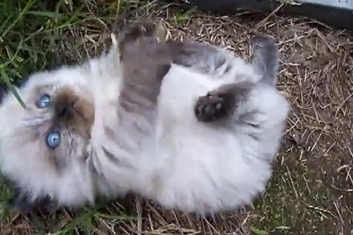 Fluffy Fur Ball Rolling on His Back Showing off that Round Belly!