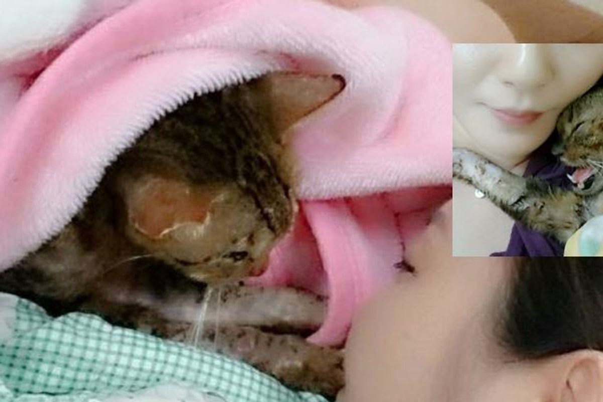 Couple Refused to Give Up on Injured Cat While Everyone Else Decided to Ignore