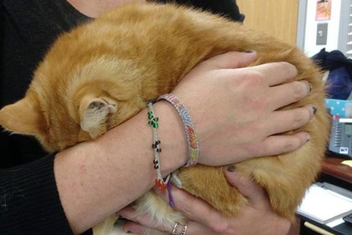 Shelter Cat So Scared She Hides Herself from Everyone But a Foster Home Changes Everything
