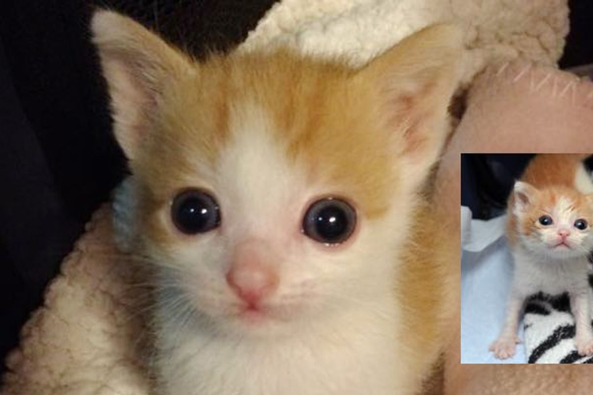 Kitten Barely Grew When He Came to Shelter. Now Finally 1 Pound!