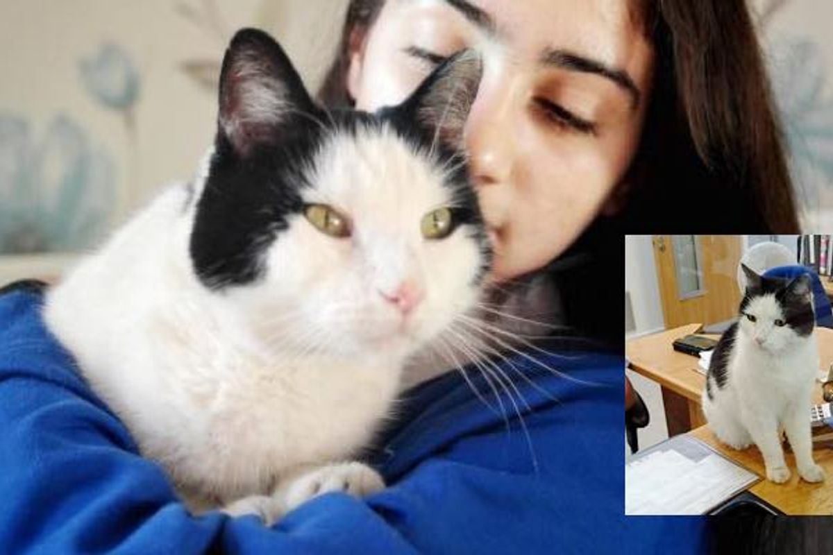 Missing Cat Finds His Way Home on a Train, Even Got Off at the Right Stop!