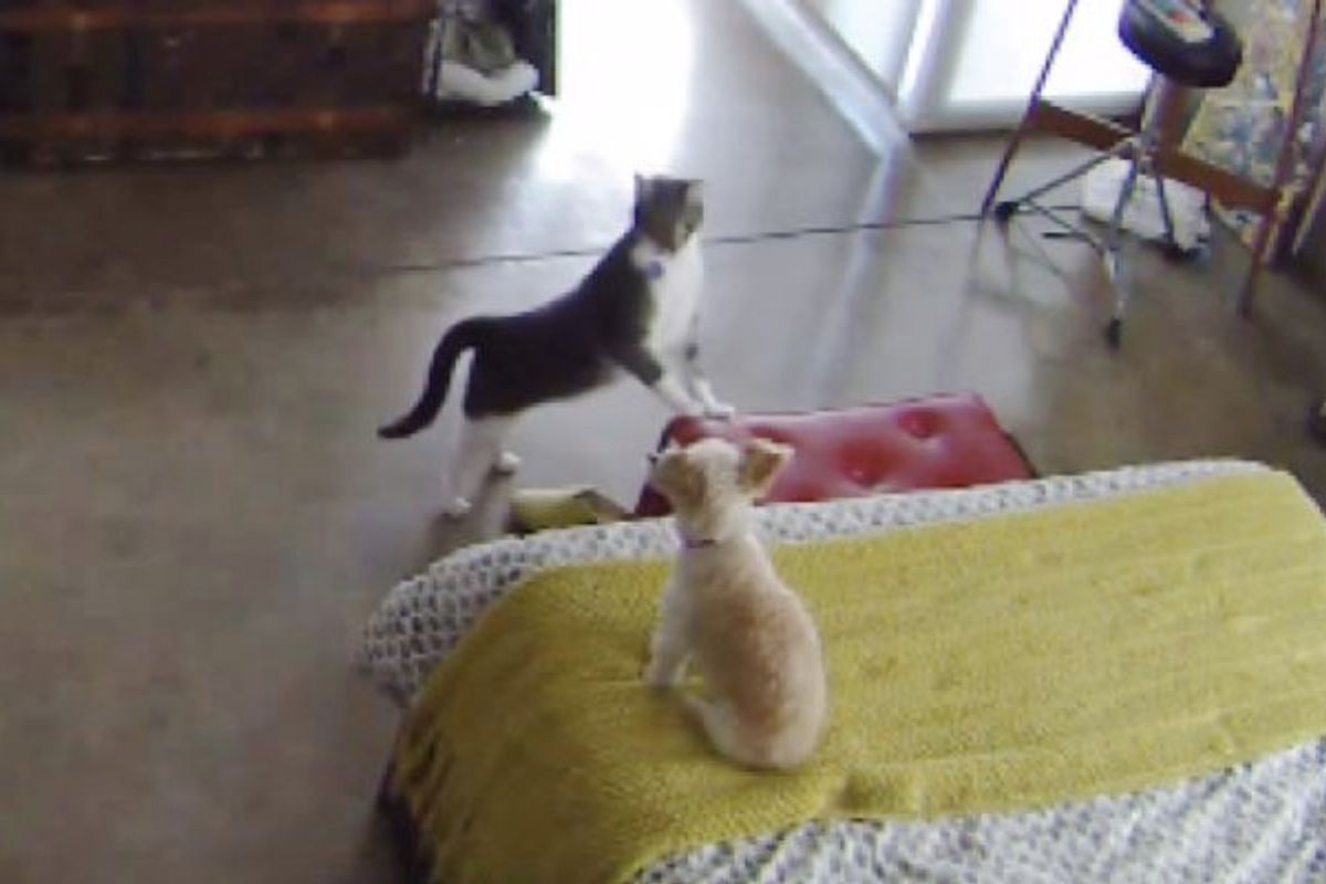 Cat Teaches Barking Pup to Settle Down Better than Most Humans