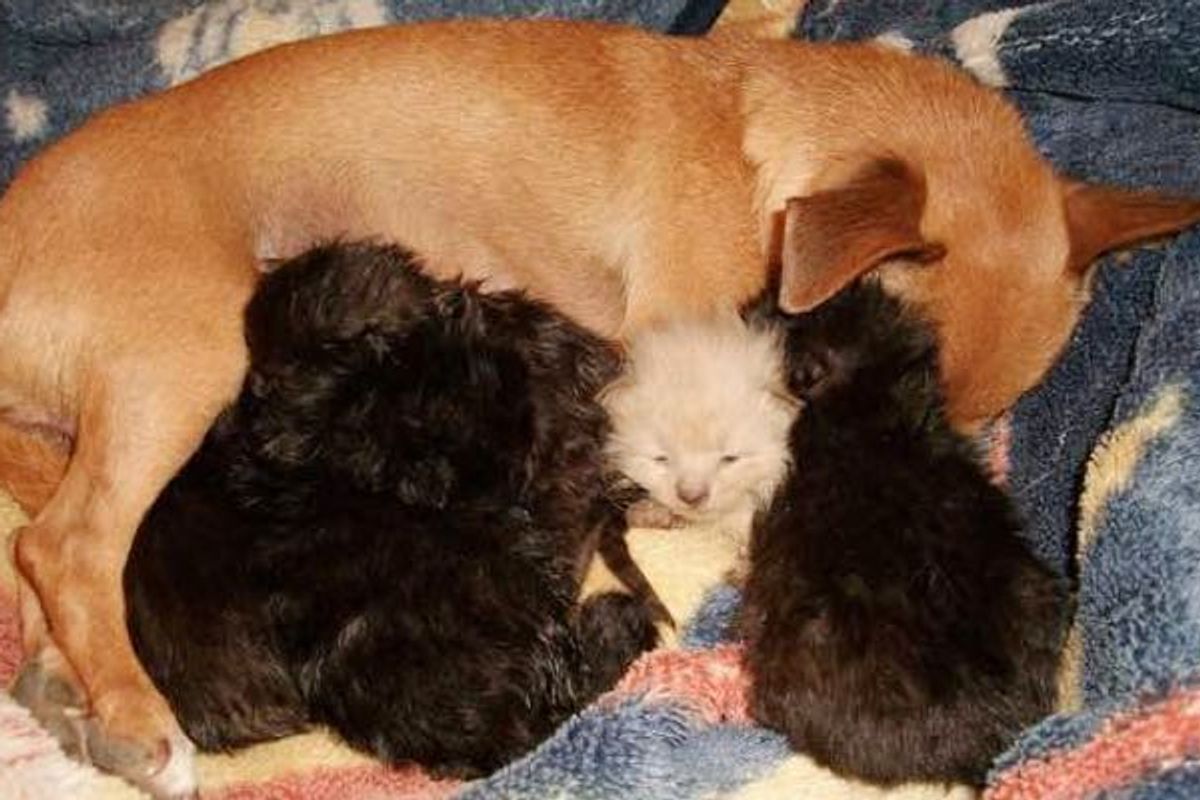 Dog Mama Lost Her Only Puppy, Takes in Five Orphan Kittens as Her Own