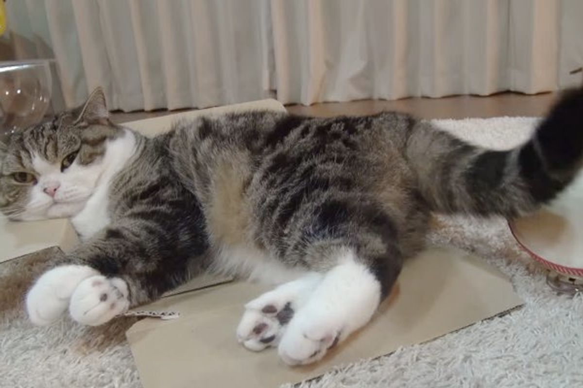 Maru and Hana Play Music with Their Natural Talents