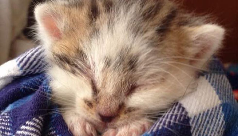 Kitten Found Alone in the Grass, Meowing for Help. Now a Year Later...