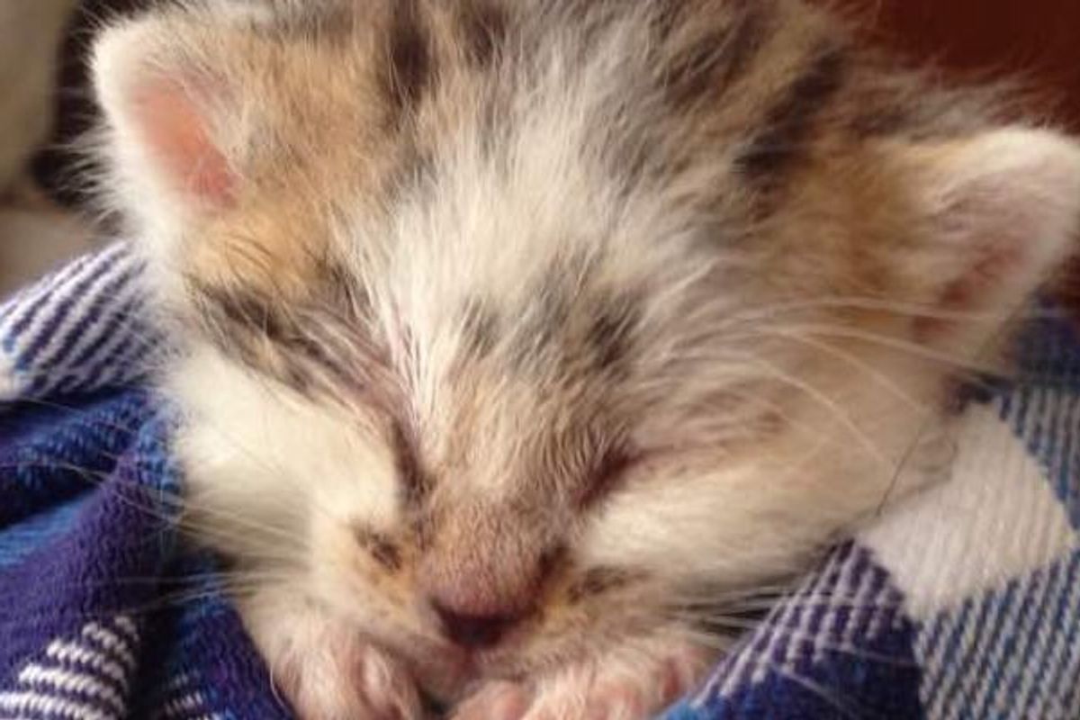 Kitten Found Alone in the Grass, Meowing for Help. Now a Year Later...