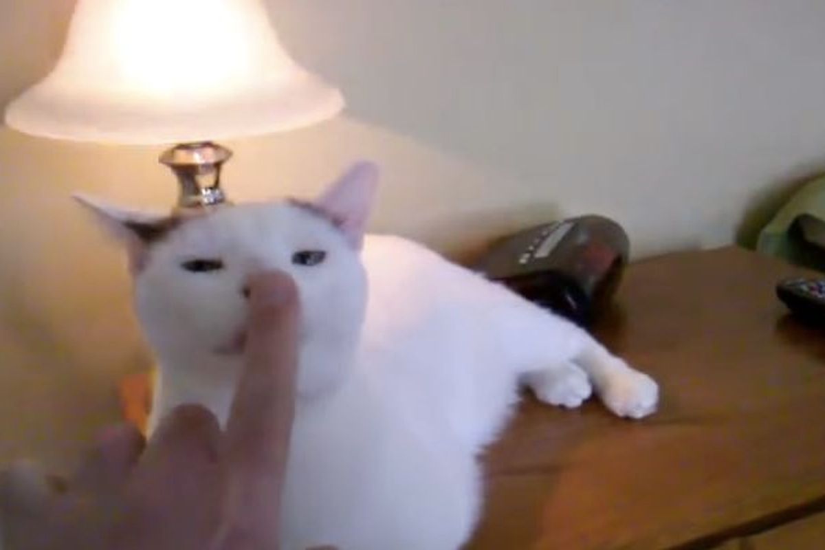 Cat Turns on Touch-lamp with the Nose Boop
