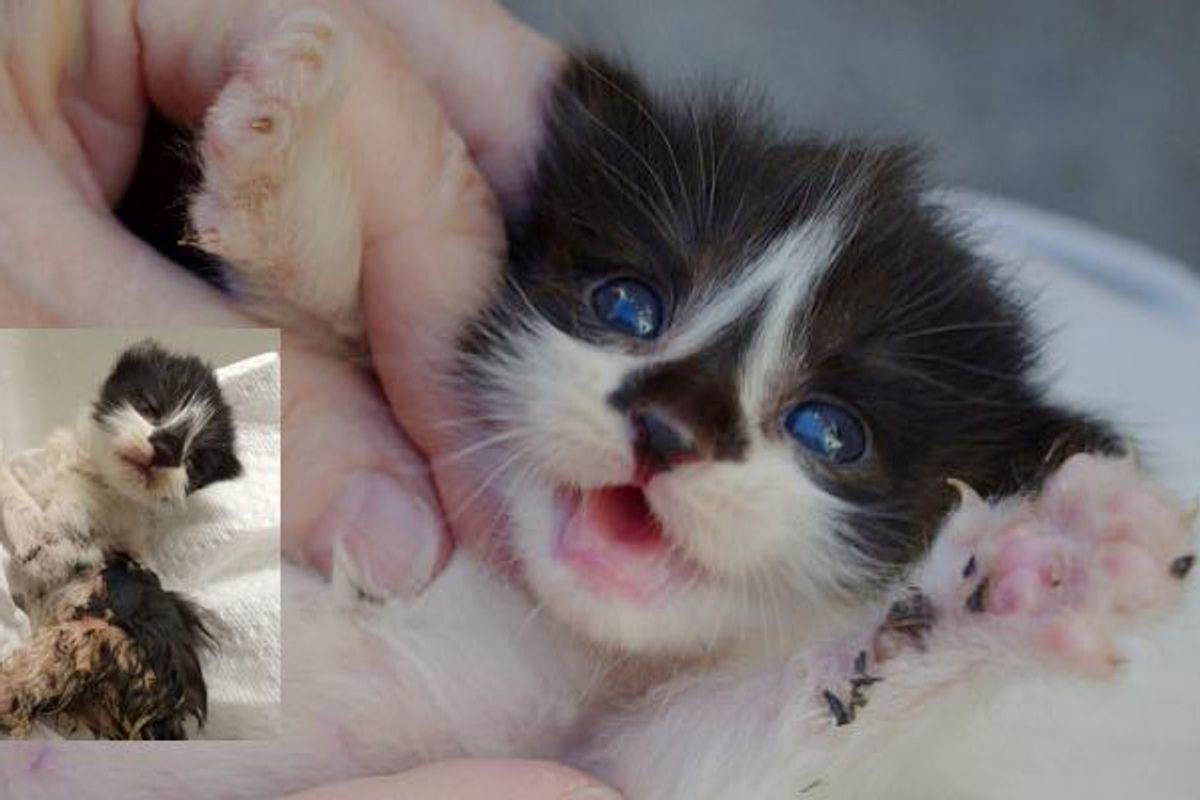 Kitten Found Covered in Glue, Now Covered in Love