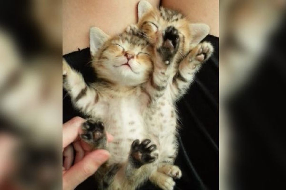 Little Tabby Fell Asleep on Another Little Tabby. Too Much Cute!