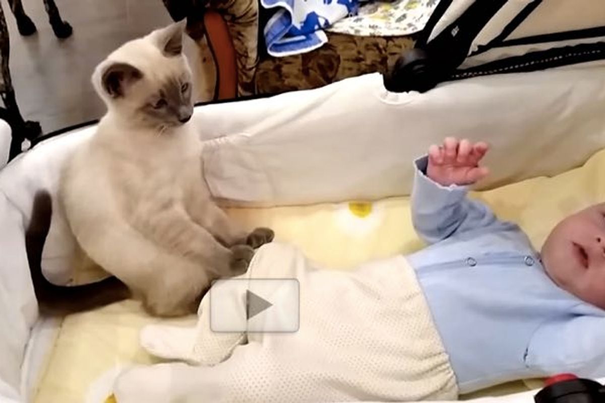 Kitty Helps Calm Excited Little Baby