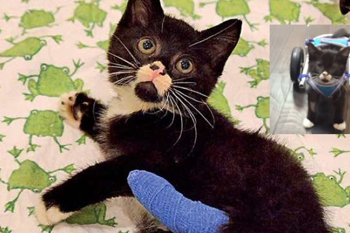 Bipawd Kitten Spent His First 9 Weeks Living in Forest, Never Gave Up!
