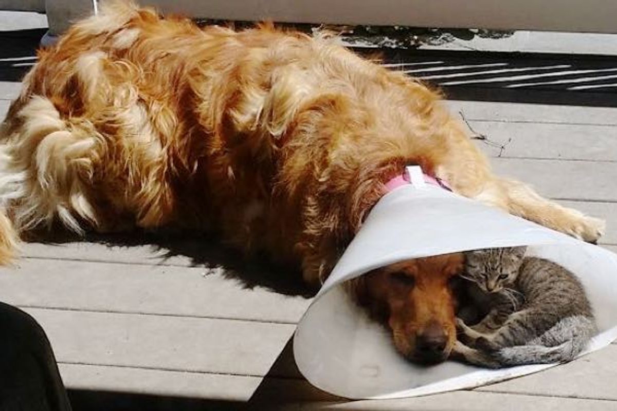 Nice to Have a Buddy When You're Down..