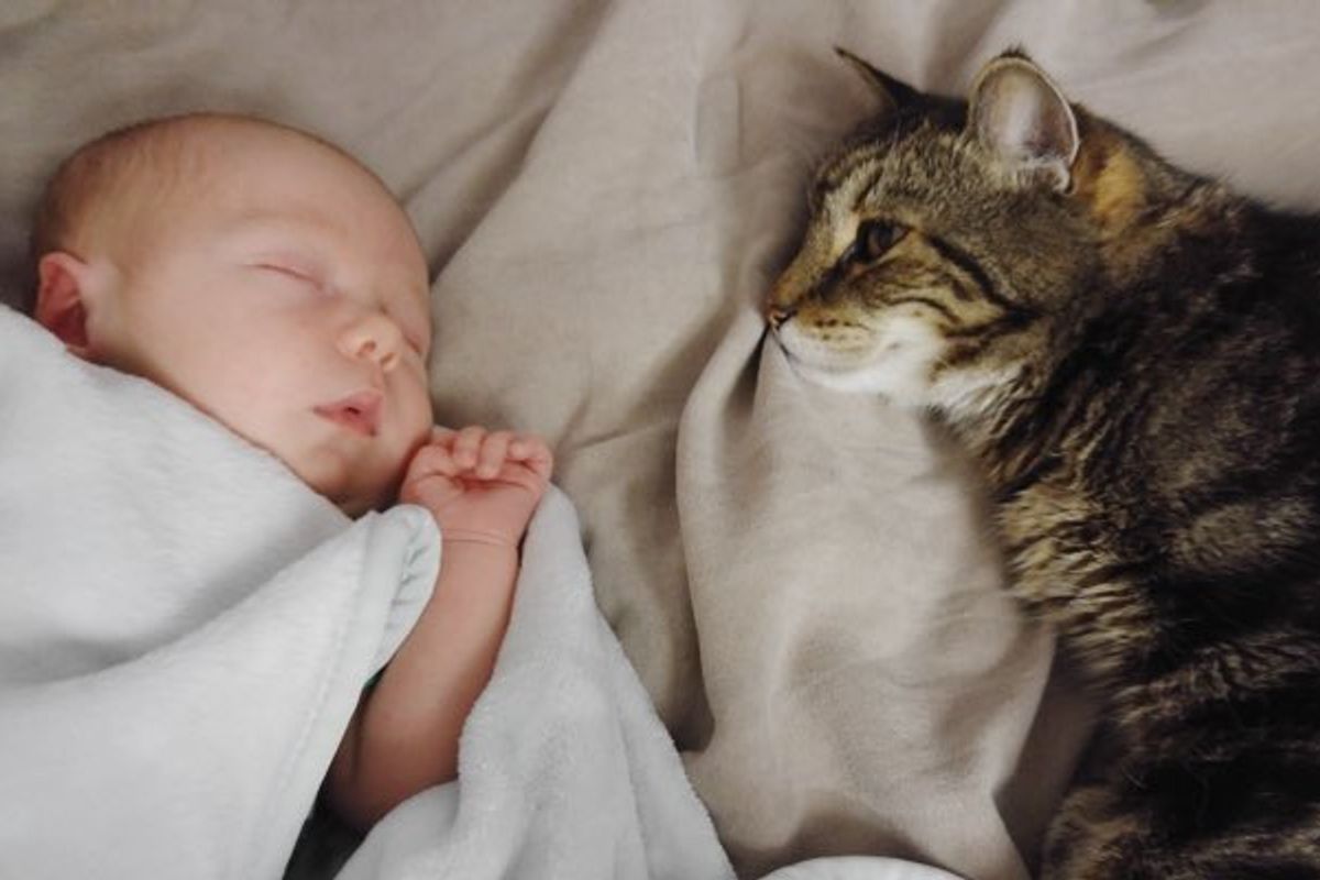 Cat Waited 9 Months to Meet His New Buddy