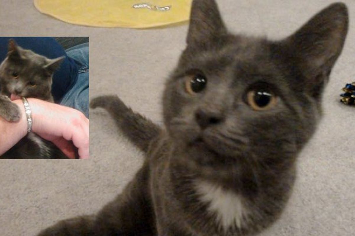 Special Needs Cat Saved from Death Row Waited for His Loving Home. Now a Year Later...