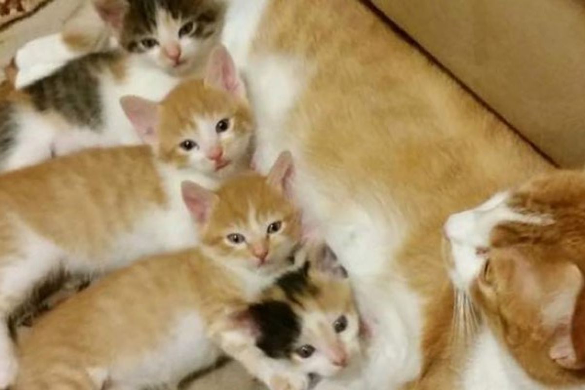 Adopted Cat Came to a Couple with a Surprise of Seven