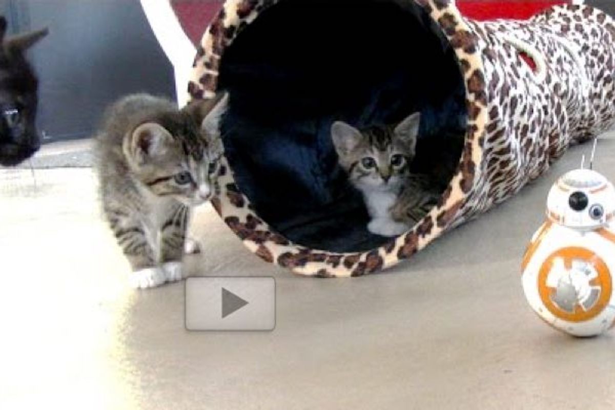 Foster Kittens Spot a Roly Poly Intruder. Must Investigate!