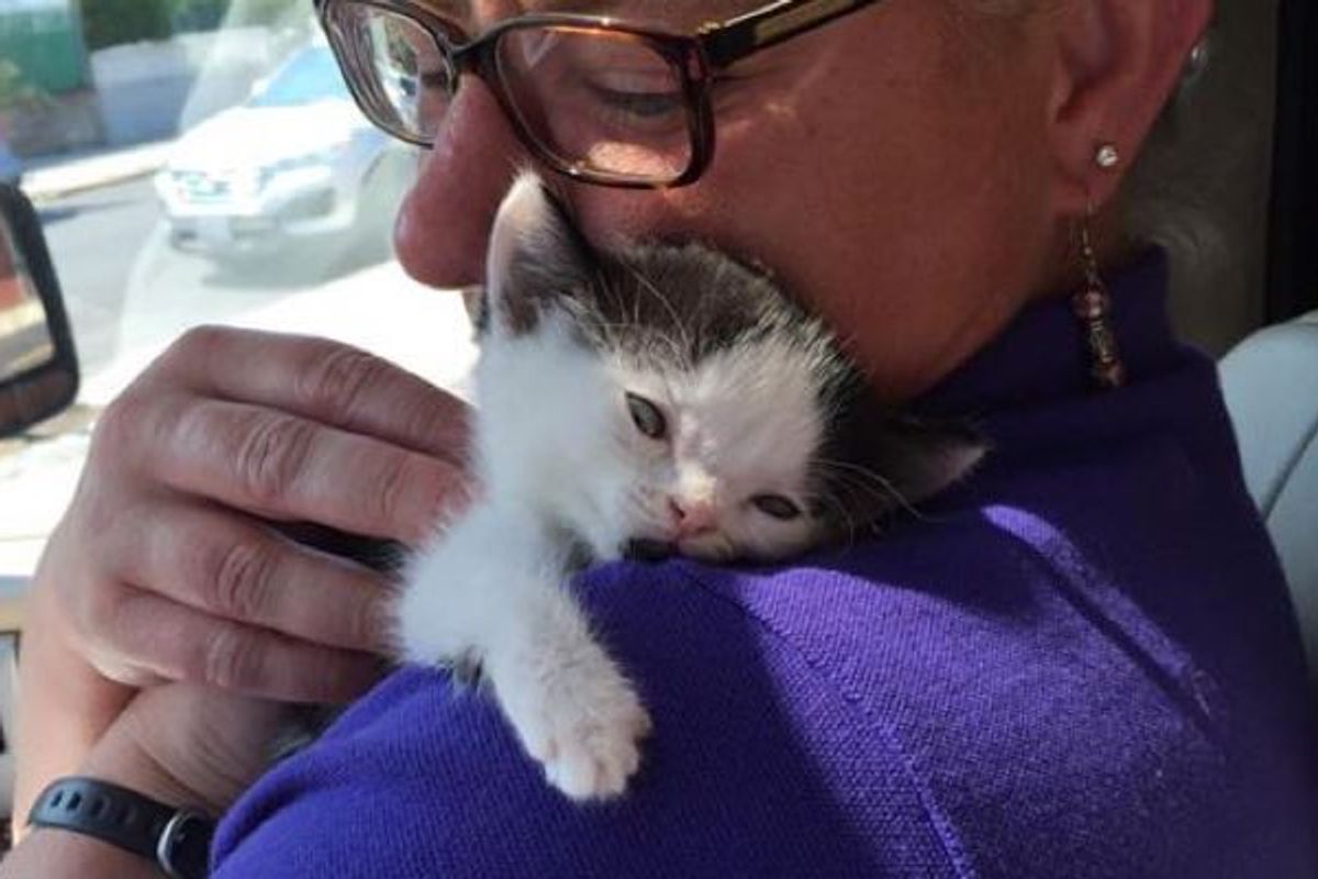 Woman Rescues Kitten Born Special While Others Decided to Give Up (with Updates)
