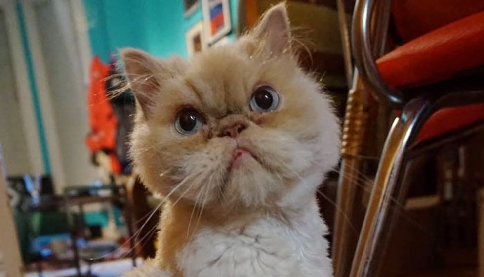 10 Year Old Shelter Cat with Only Two Teeth Feels Loved Again!