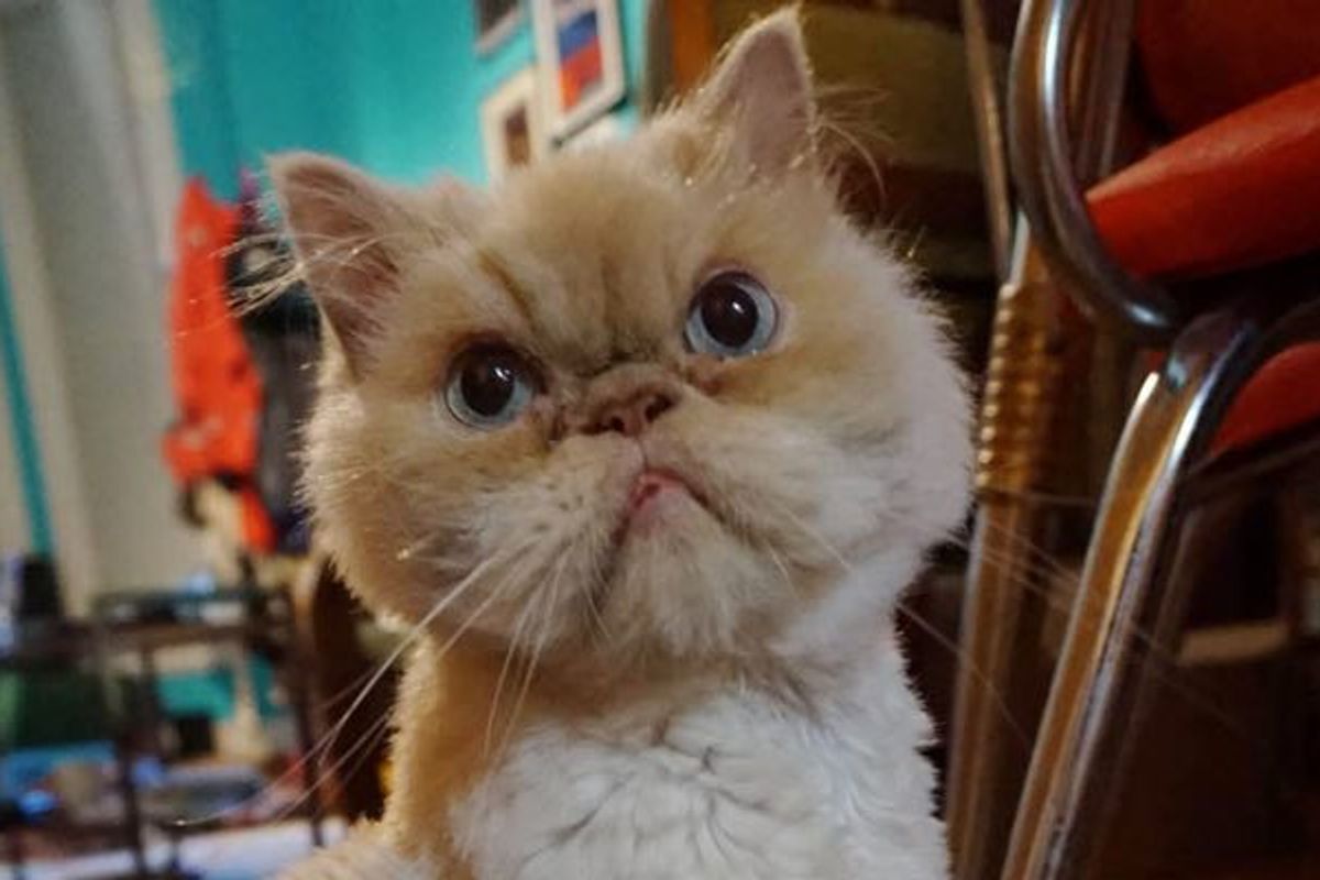 10 Year Old Shelter Cat with Only Two Teeth Feels Loved Again!