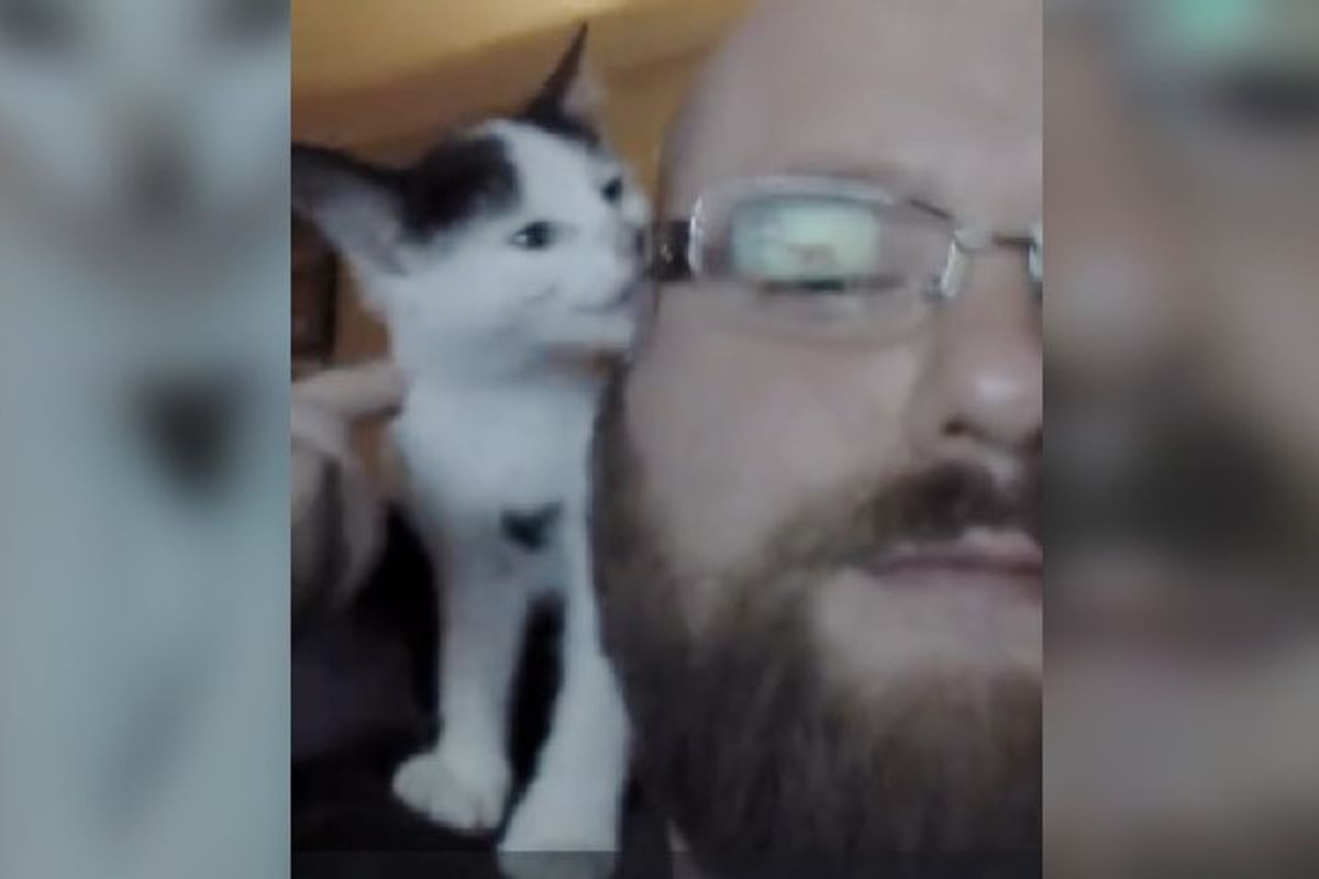 Kitten Rescued by Worker on Loading Dock Now Can't Stop Purring