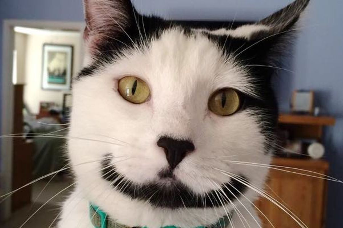 Sirius the Happy Cat with a Perpetual Smile on His Face