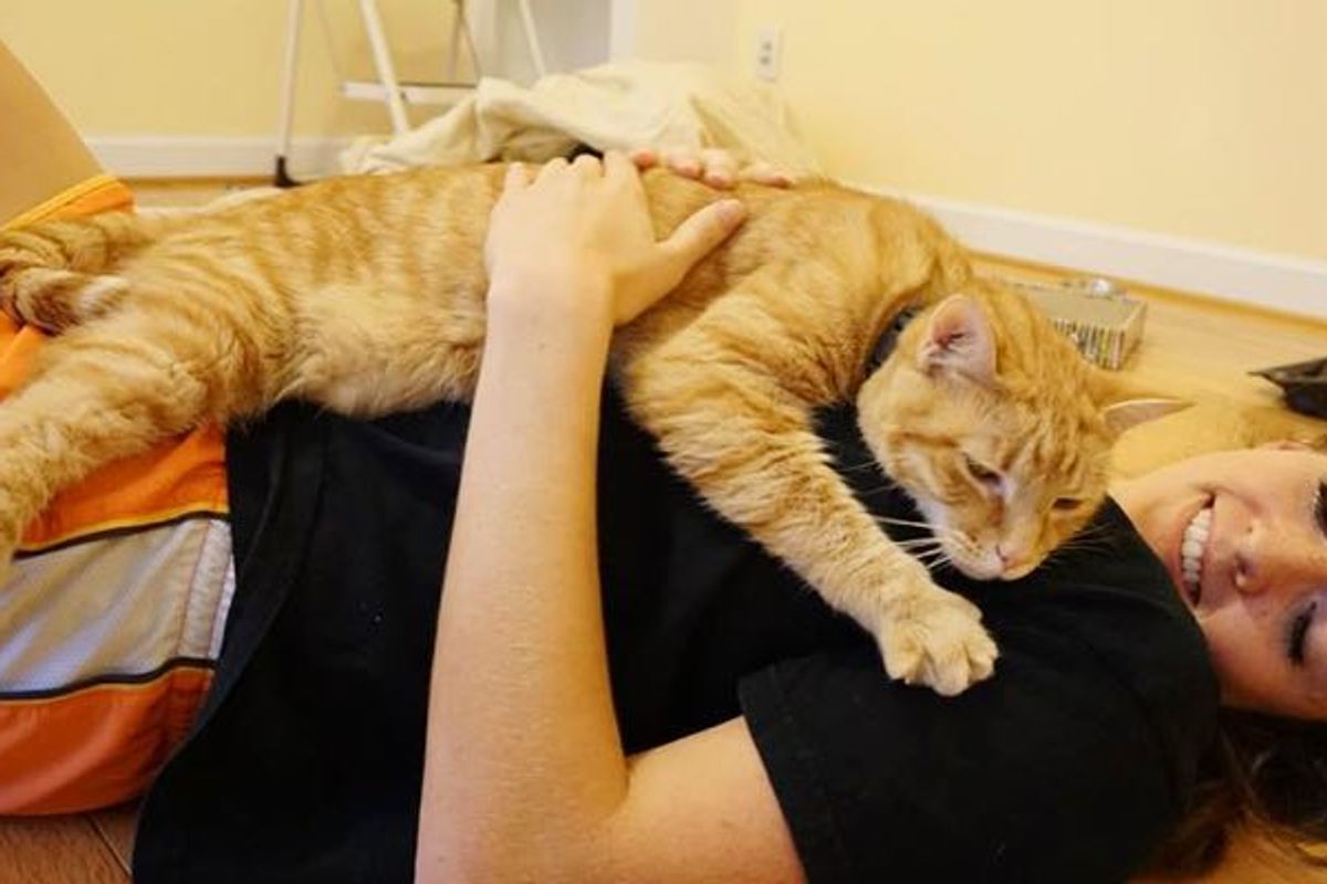 Cat too Scared to Leave His Box at Shelter, Then 3 Hours After Adoption...
