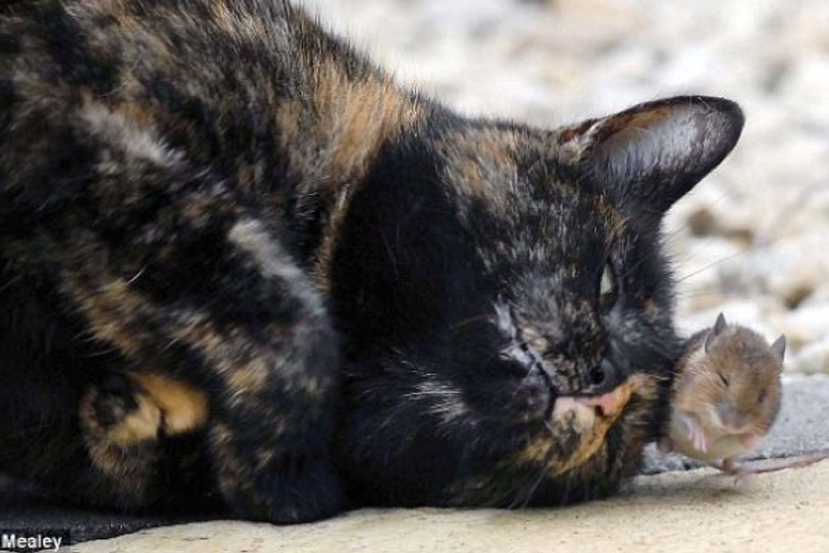 Tortie Cat Makes an Unlikely Little Friend