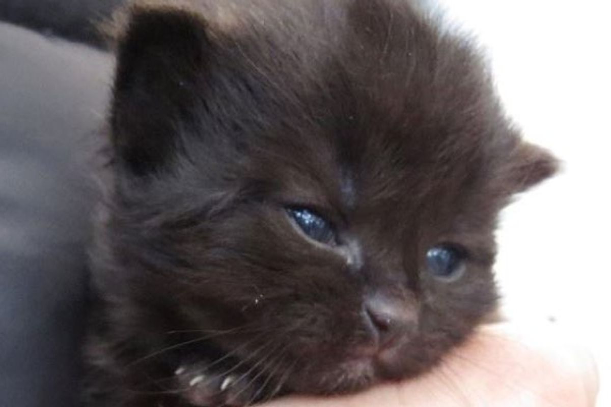 Young Teens Jump into River to Save Kitten and Walk Miles to Get Help