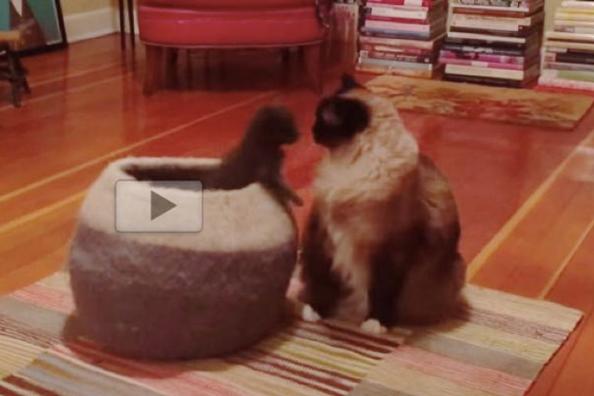 Prankster Foster Kittens Try to Surprise the Big Kitties