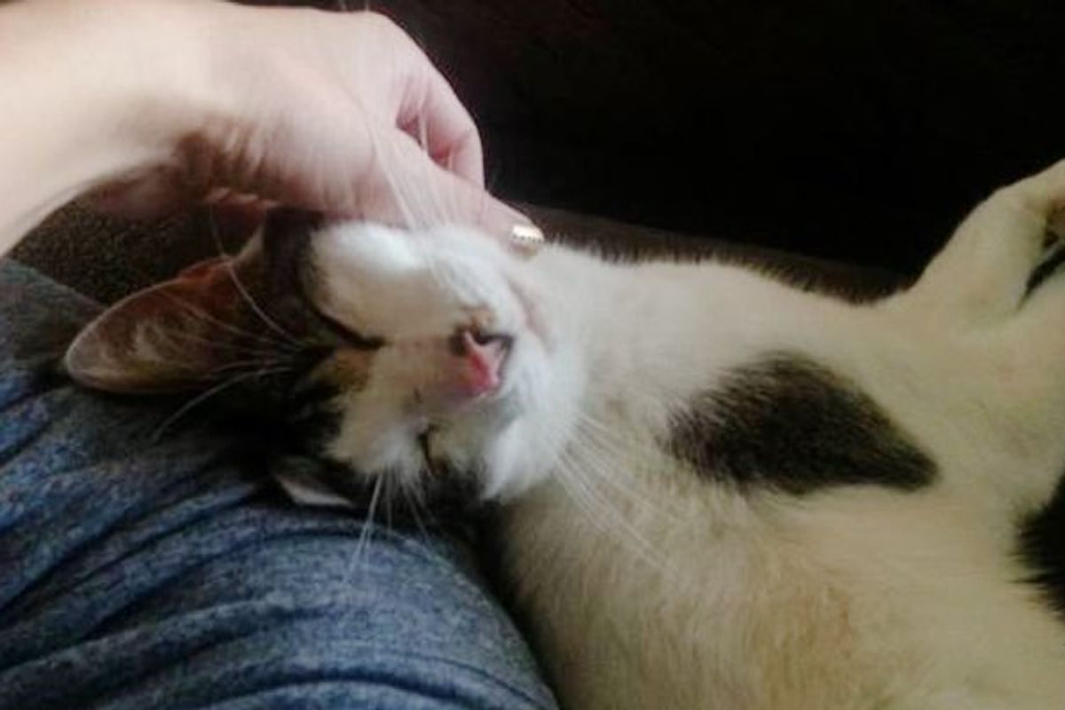 Missing Cat Reunited with Family After Losing His Owner in Fatal Car Crash